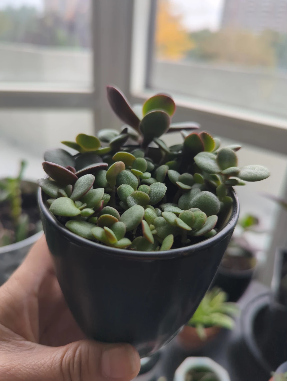 Lucky Baby Jade arrangements in Black Ceramic Pot