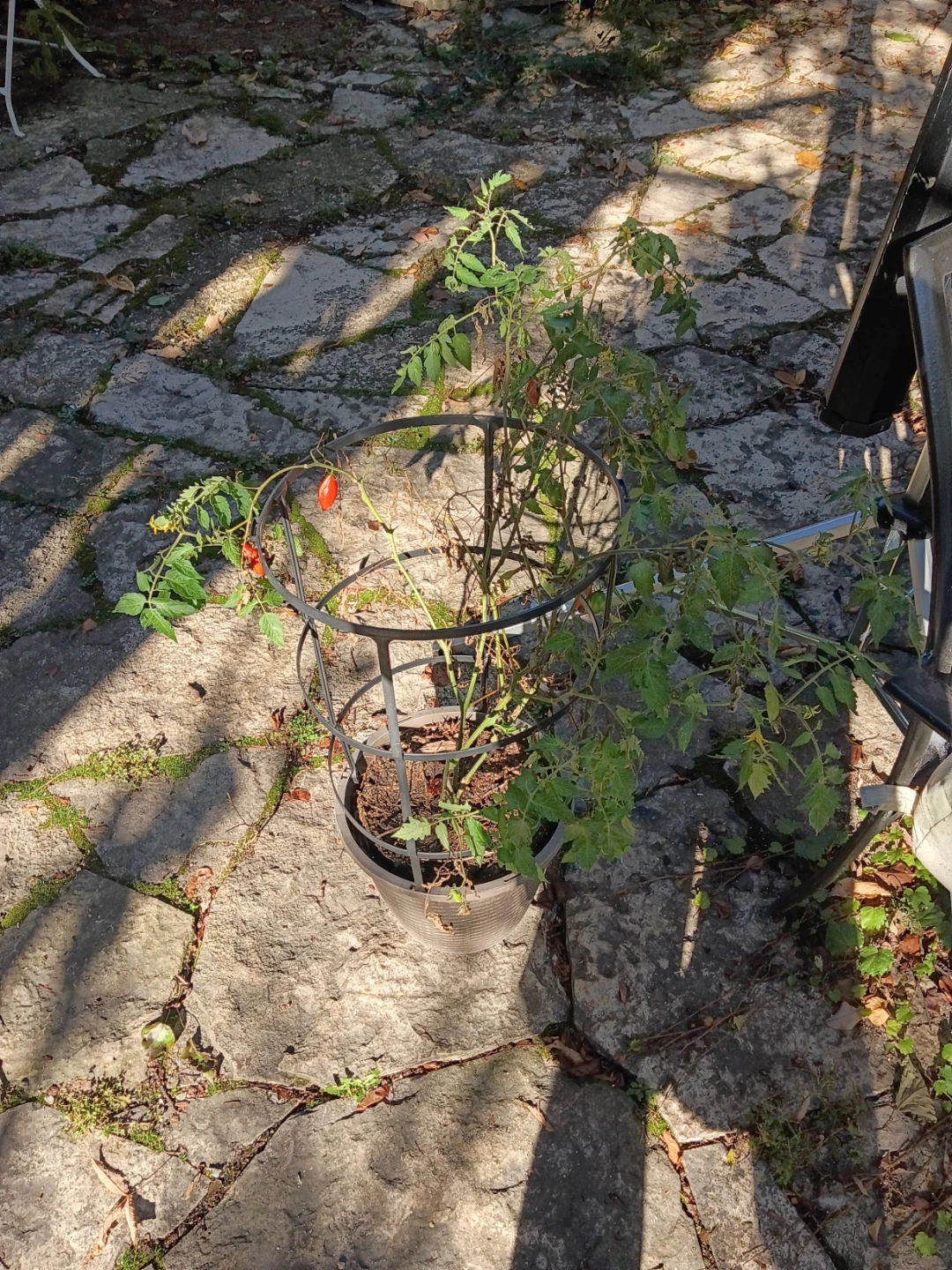 Potted Tomato Plant with Cage