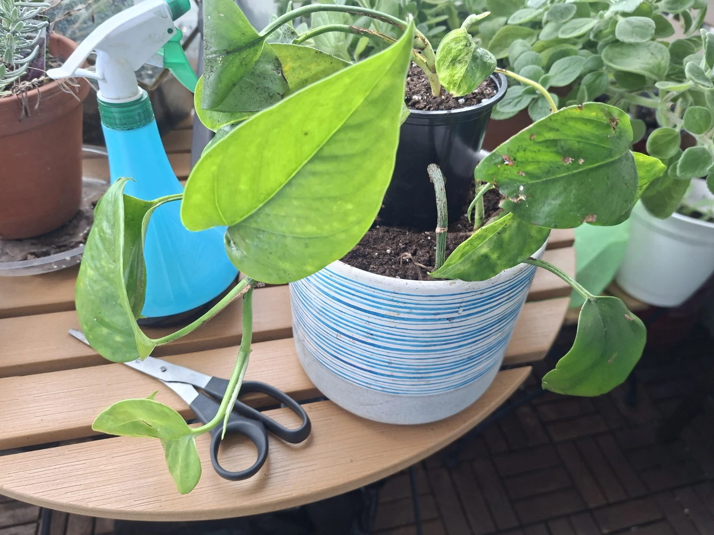Pothos plants x2