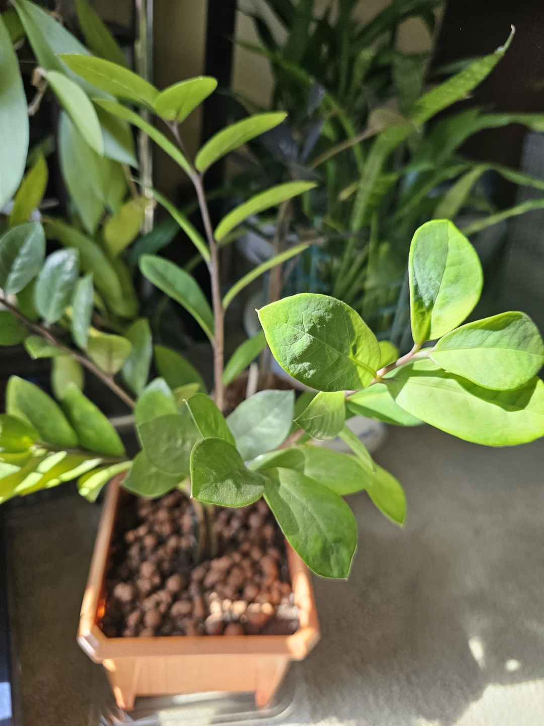 ZZ Plant in Square Pot - photo 2