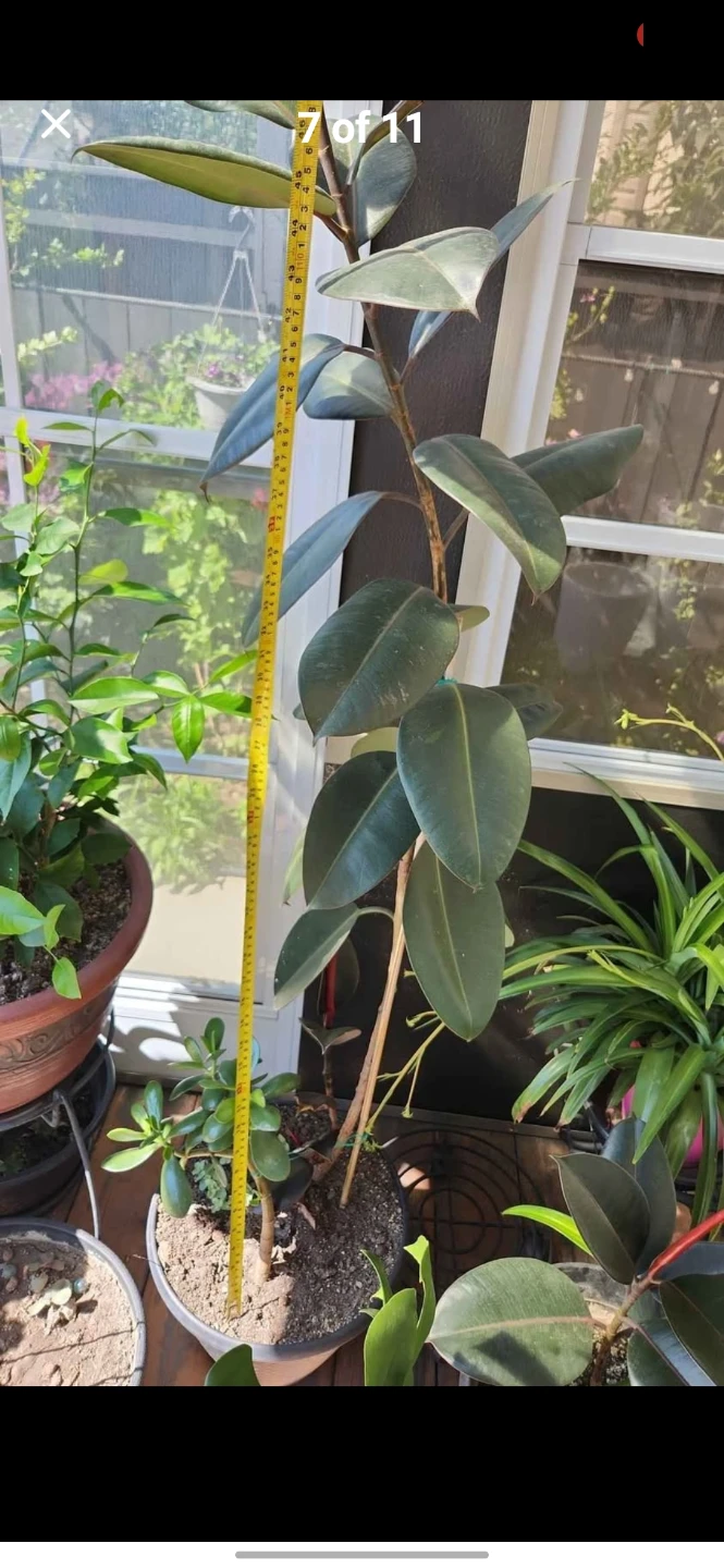 Home Plants - photo 4