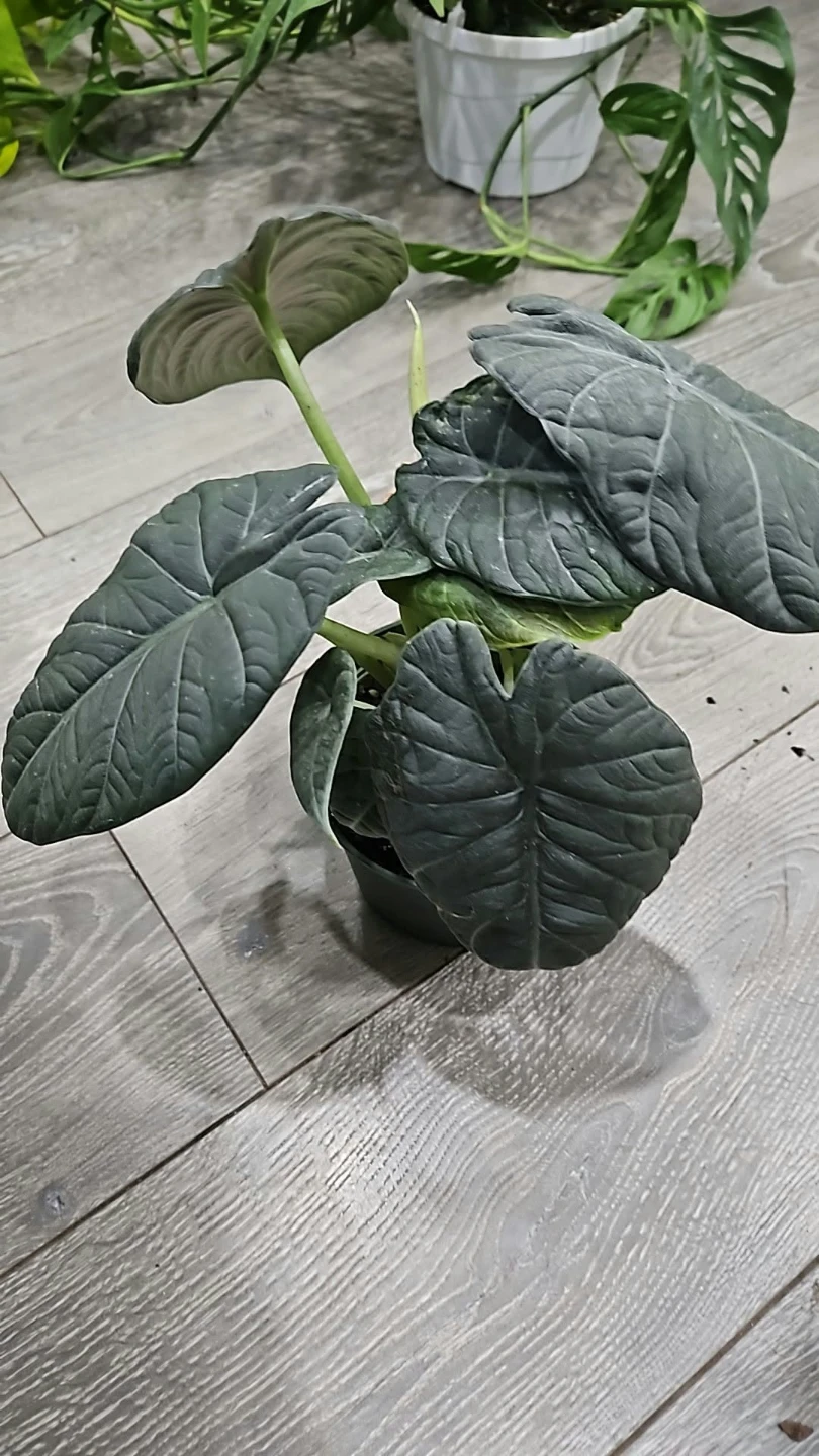 Alocasia Dragon Scale plant - photo 2