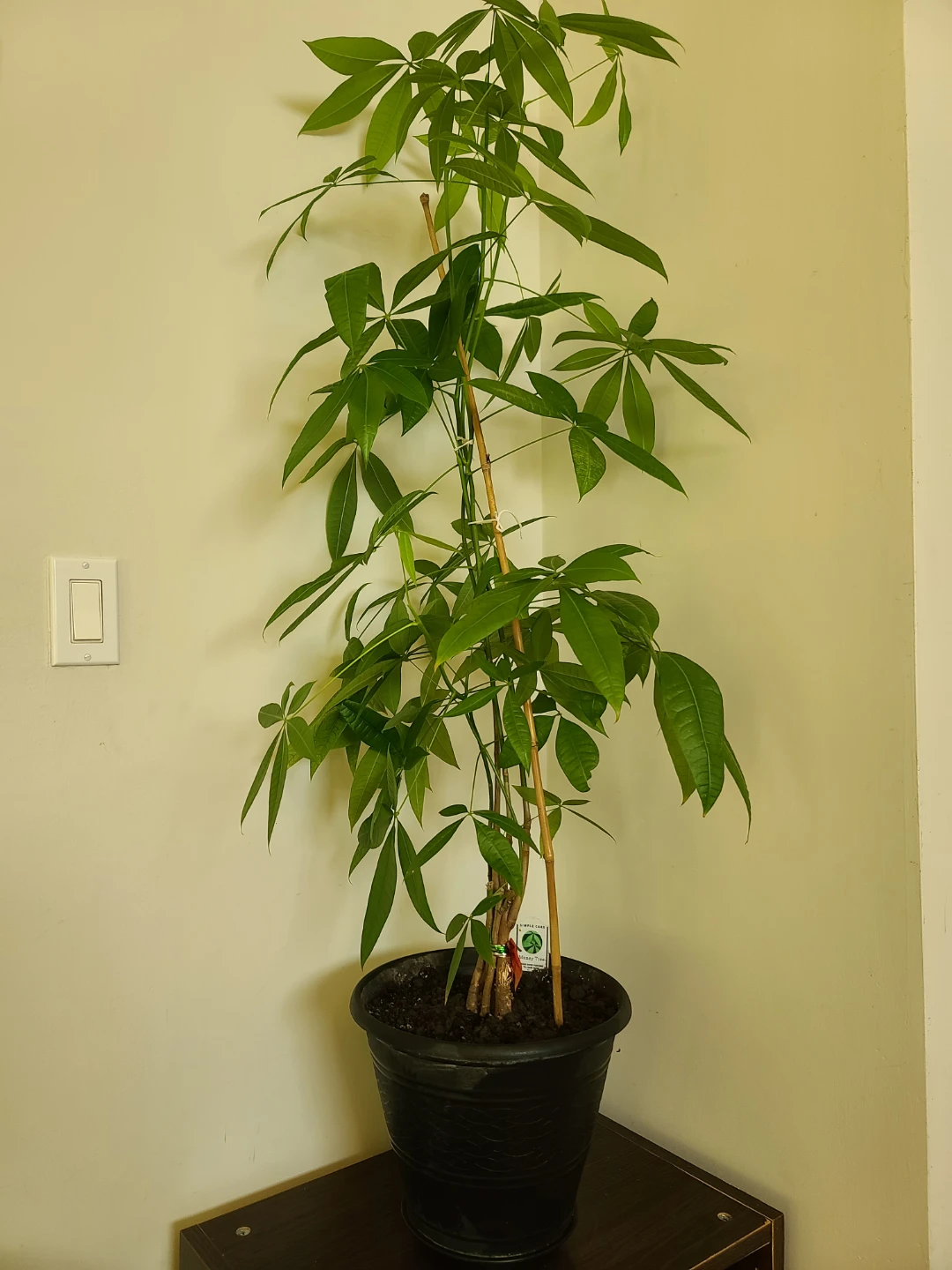 [Moving Sale] Healthy & Vibrant 1.3m Money Tree with Pot - photo 2
