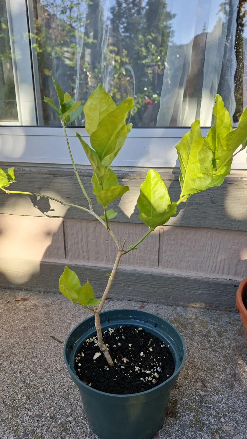 Belle of India Jasmine – Fragrant Plant 🌿🤍 - photo 2