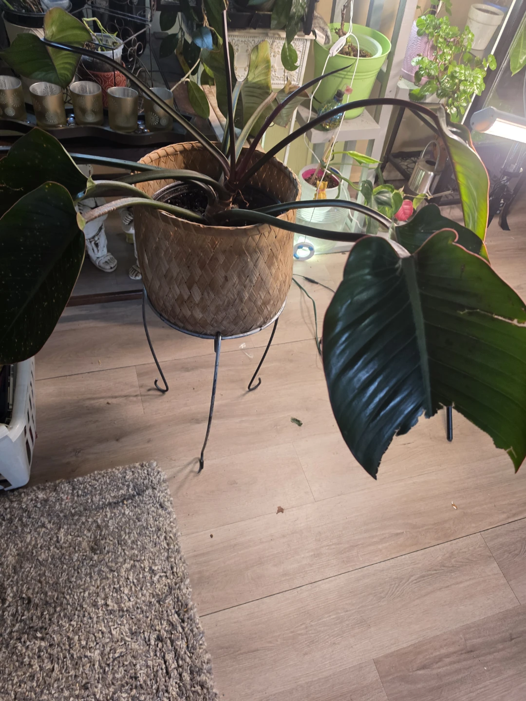 Philodendron houseplant in woven basket - photo 2