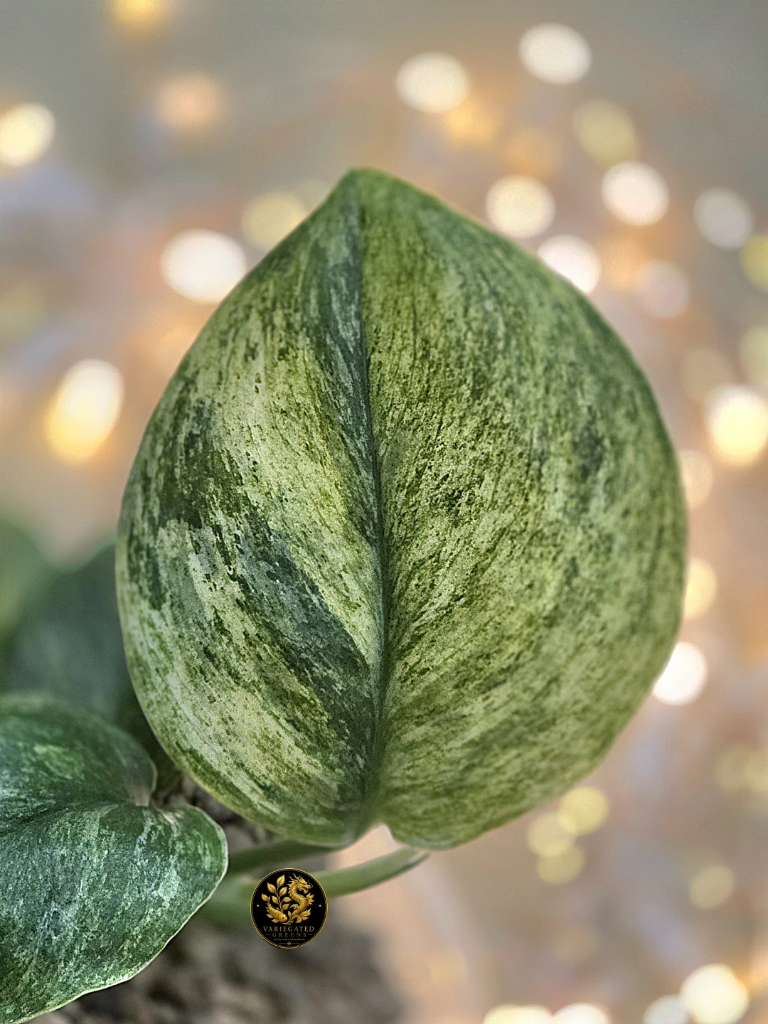Scindapsus treubii Marble "Mossbound Verdure" - photo 4