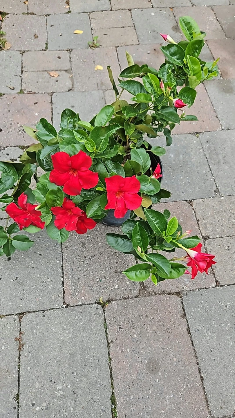 Red velvet Mandevilla plant in 10"pot