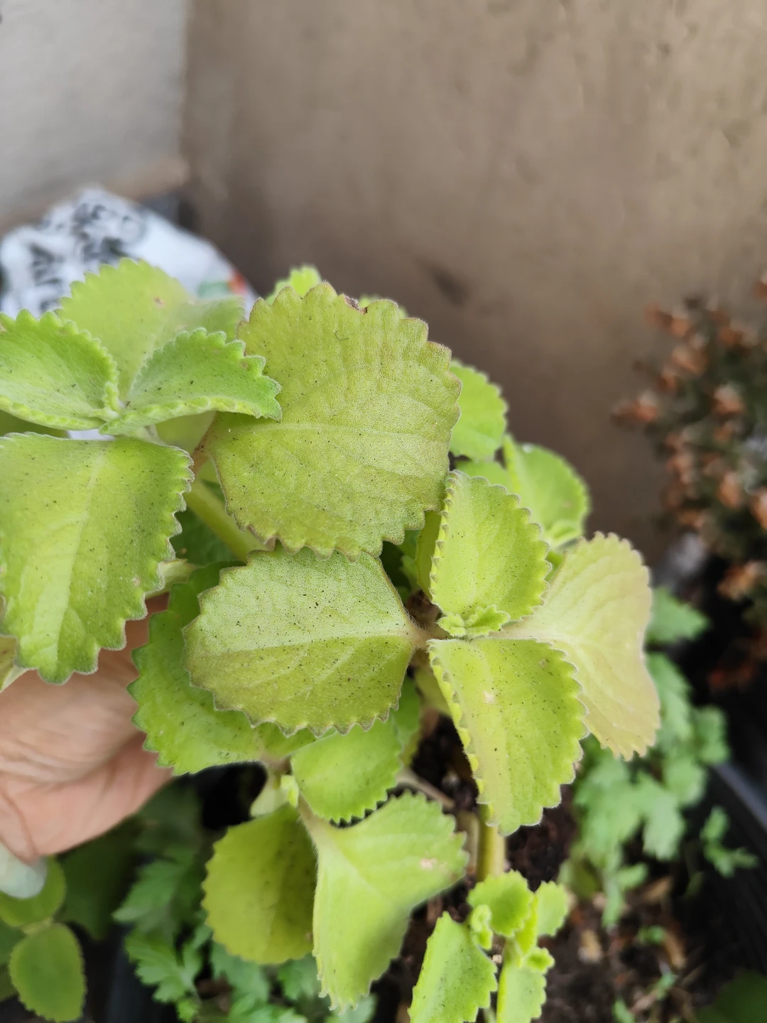 Mexican Mint Plant