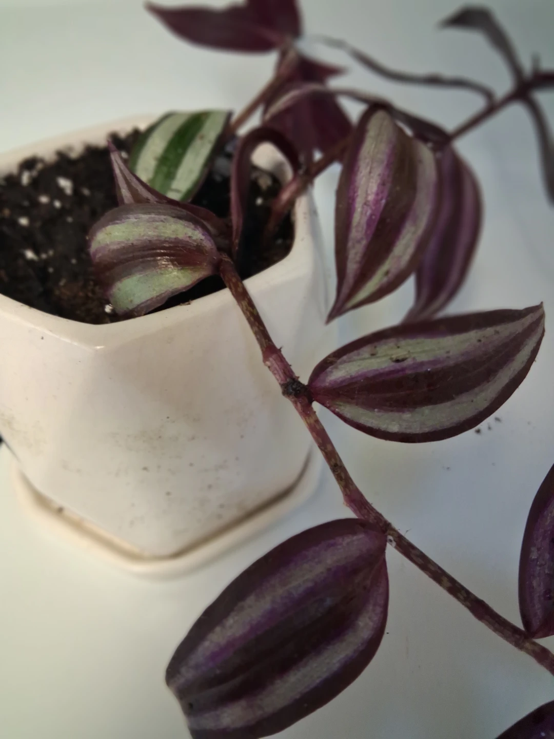 Tradescantia zebrina Plant in Hexagonal Pot - photo 3