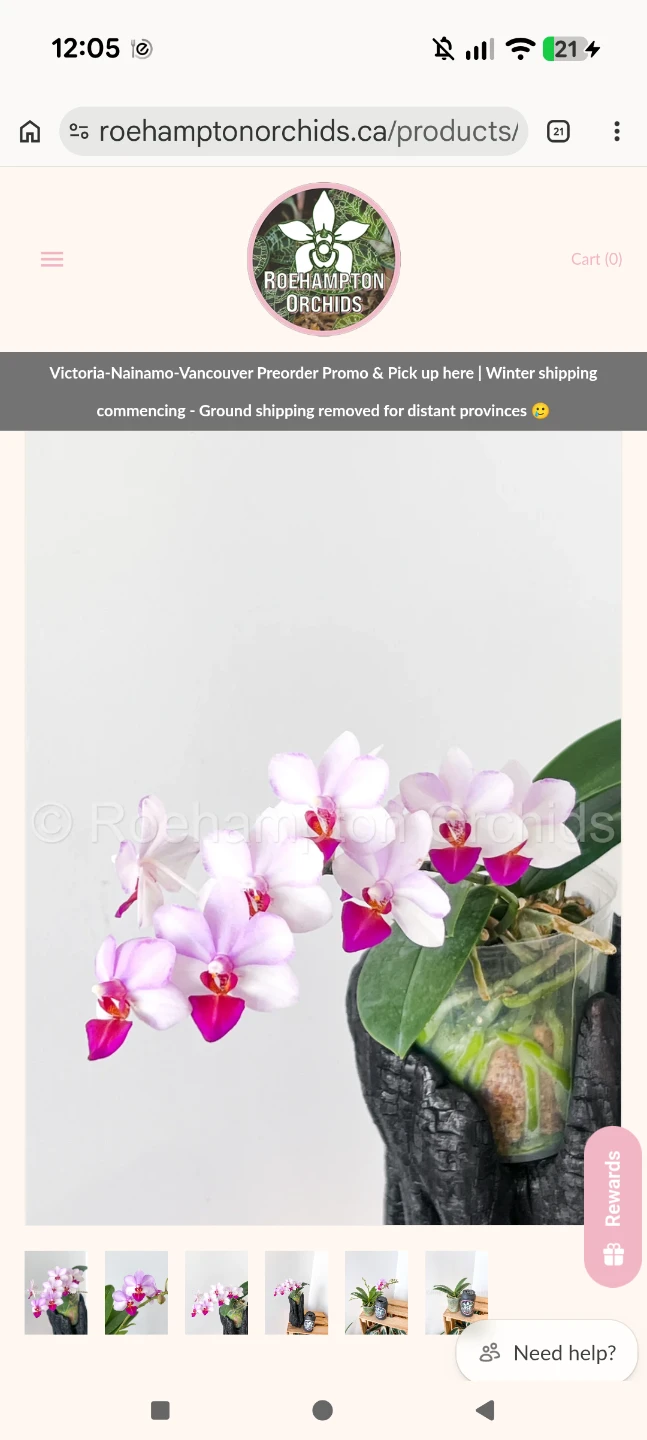 Phalaenopsis liu's cute angel orchids - photo 3