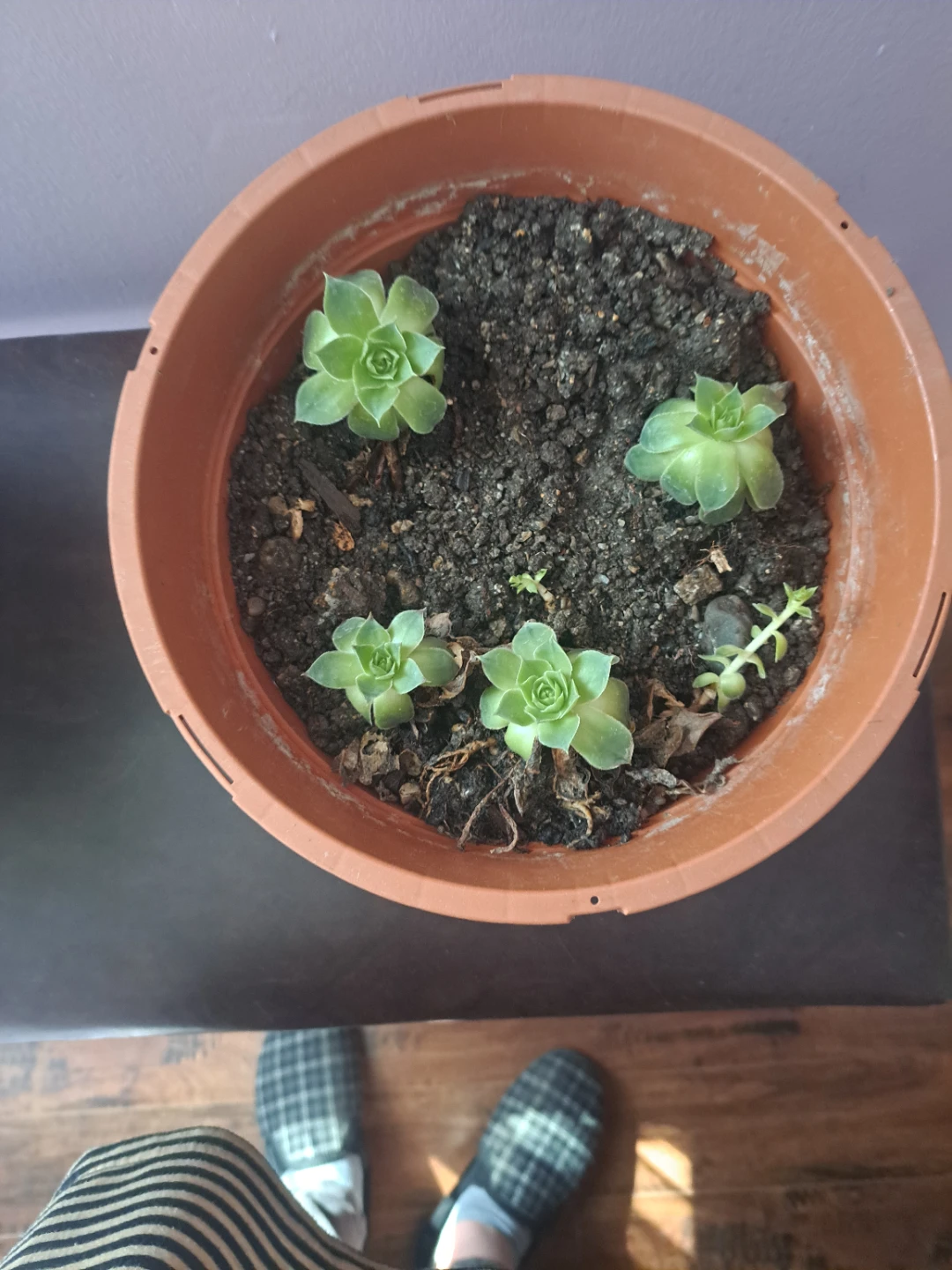Small chicks and hens plants in pot