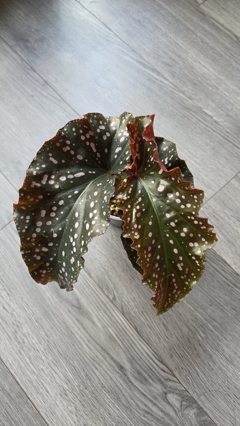 Begonia Crackling Rosie Plant - photo 3