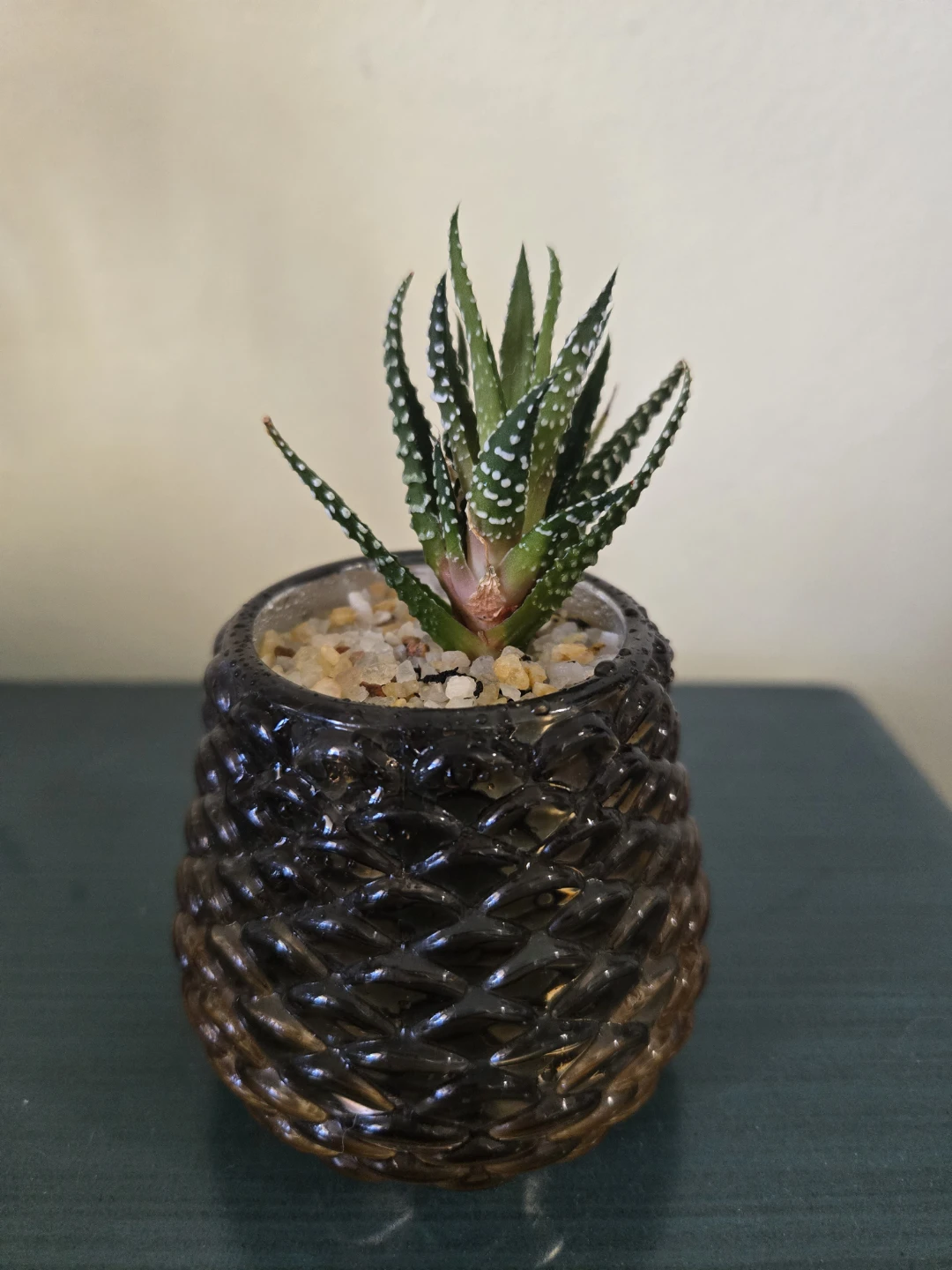 Small Haworthia succulent in glass pot - photo 5
