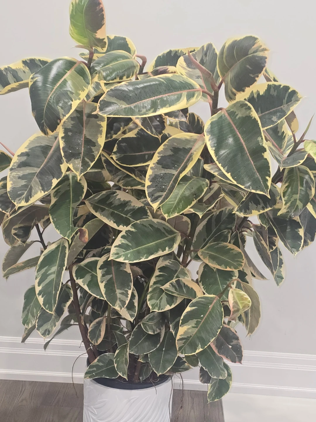 Variegated Rubber Plant - photo 4