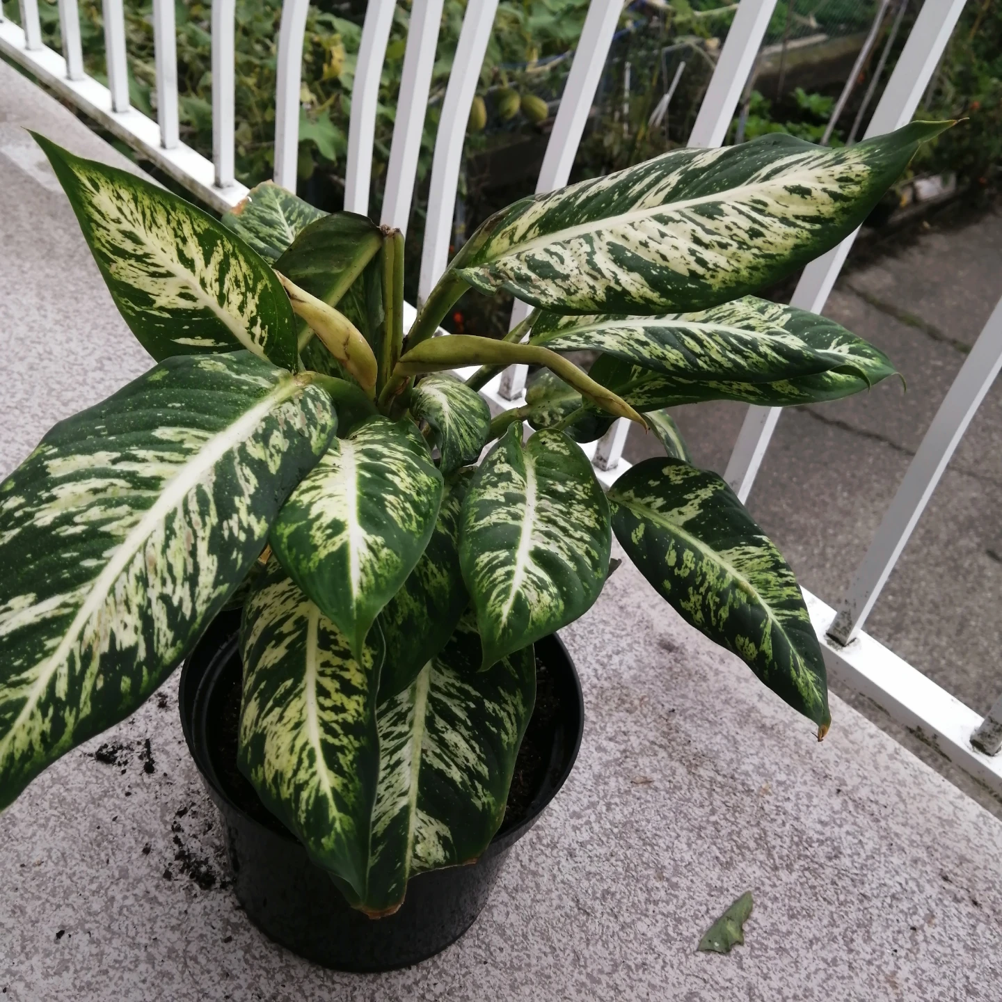 Dieffenbachia Plant