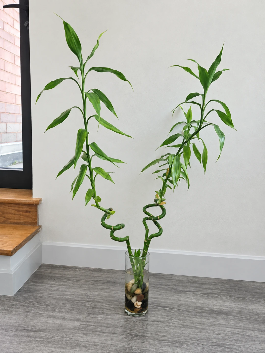 Spiral Lucky Bamboo in Glass Vase