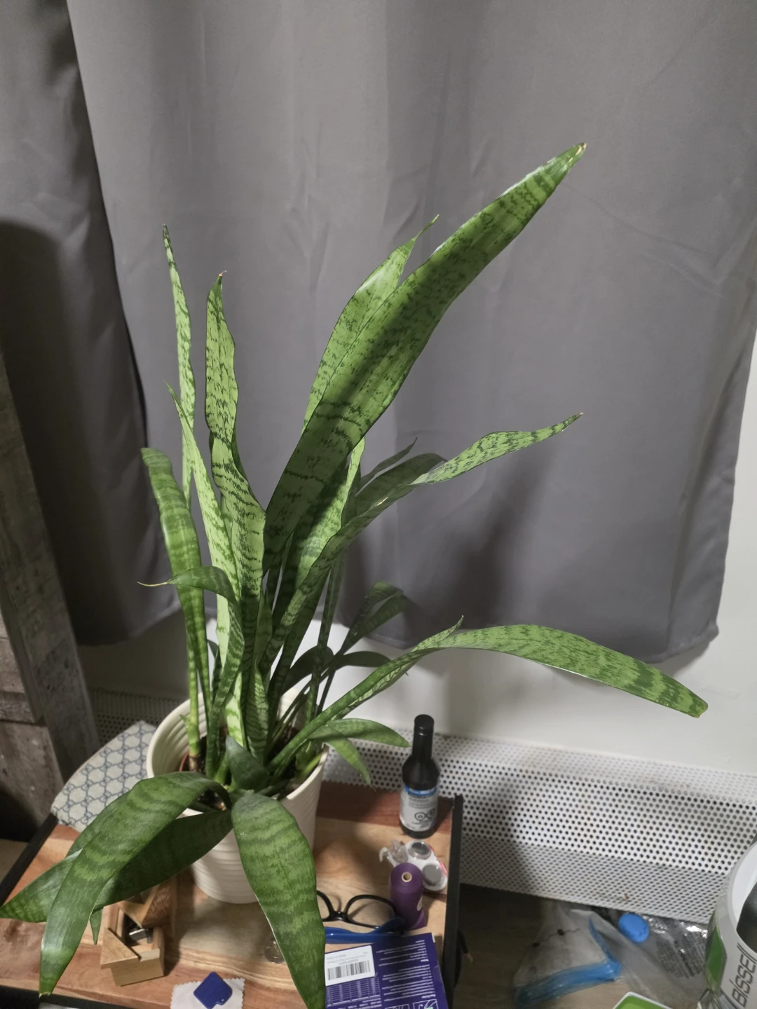 Healthy Snake Plant in White Pot