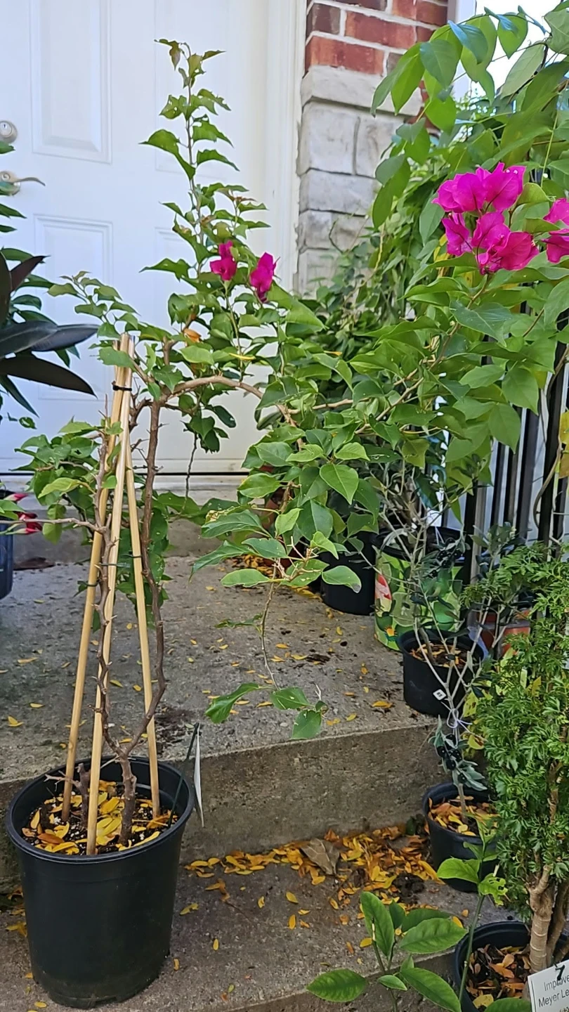 Bougainvillea plant in 8"pot