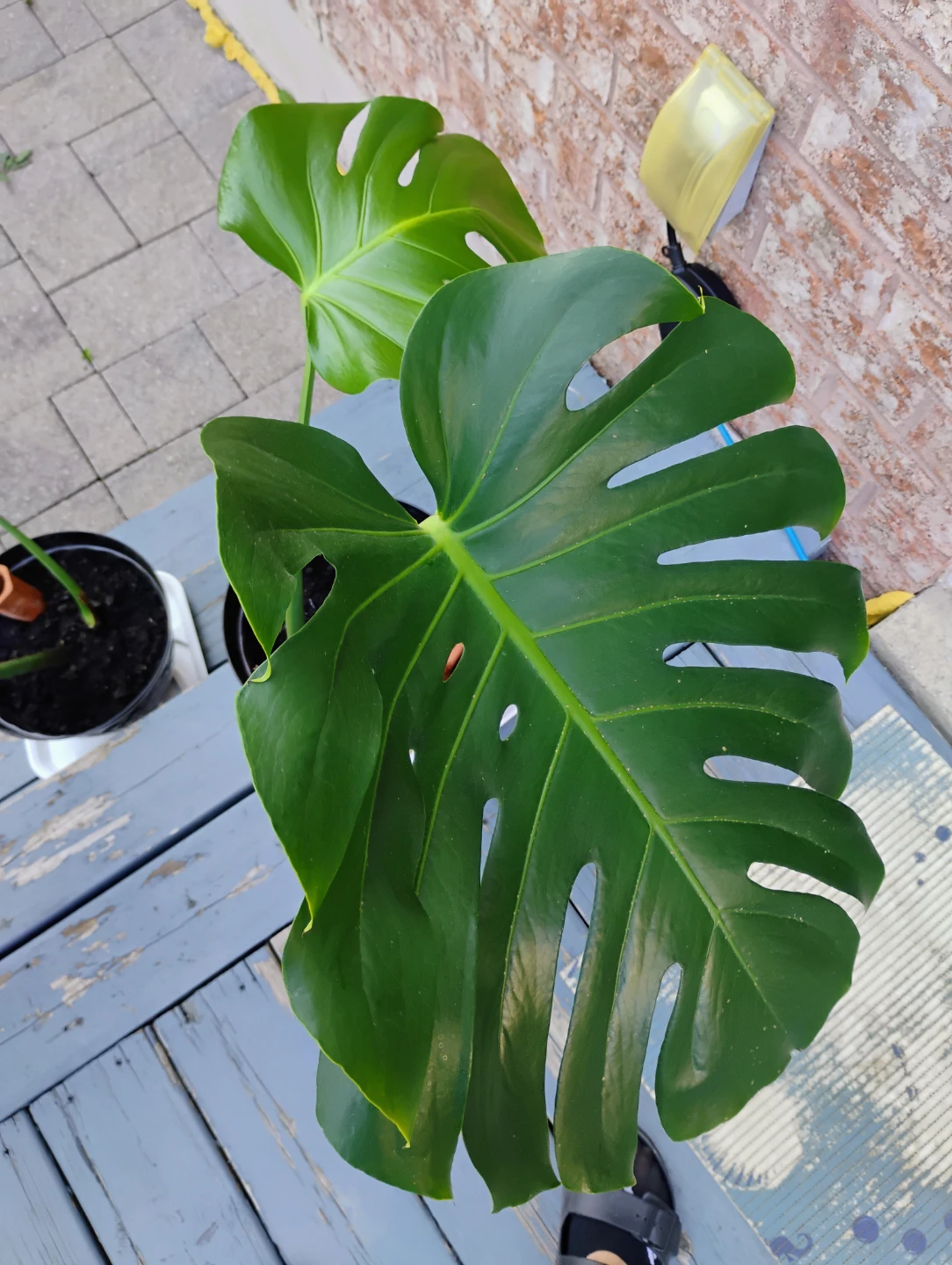 Monstera Deliciosa Houseplant - photo 4