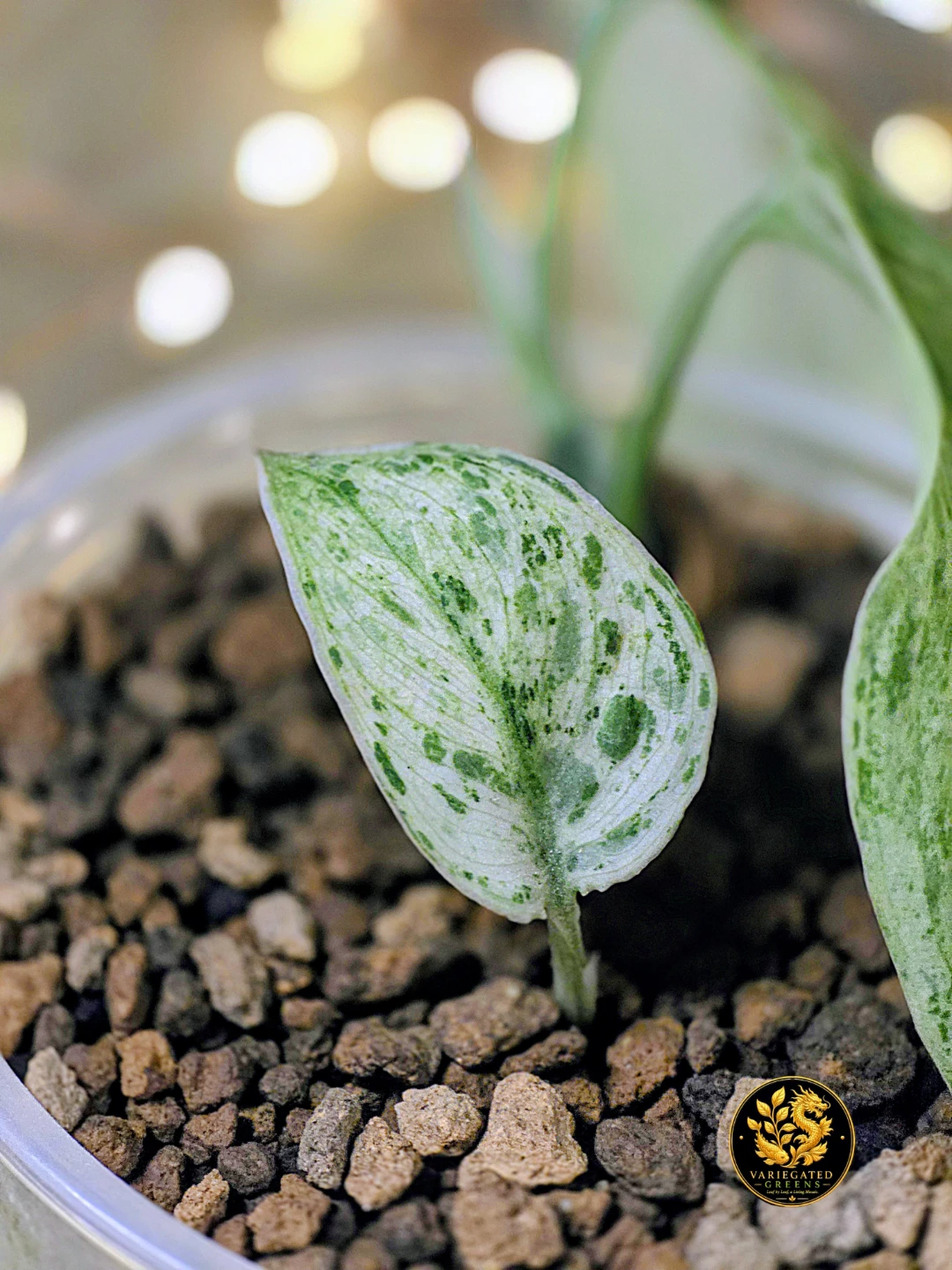 Scindapsus pictus Halimoon "Illuminated Manuscript" - photo 3