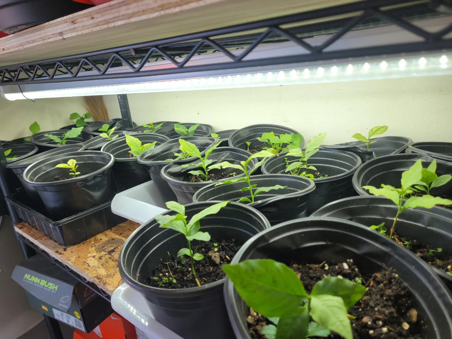 Indian Woodapple Seedling , Aegle Marmelos, Beal