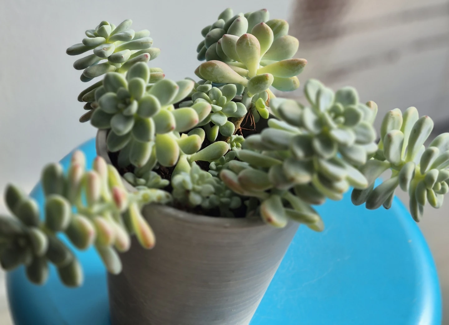 🔥The price is low.🔥Potted Succulent Plant - photo 4