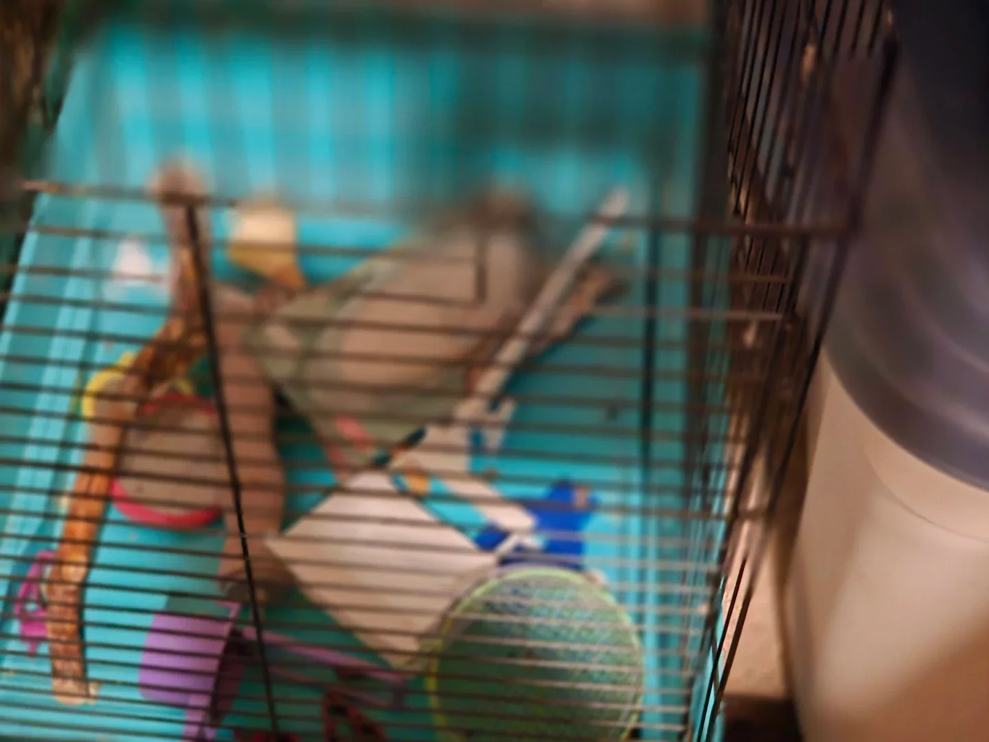 Small bird/ animal cage with accessories - photo 3