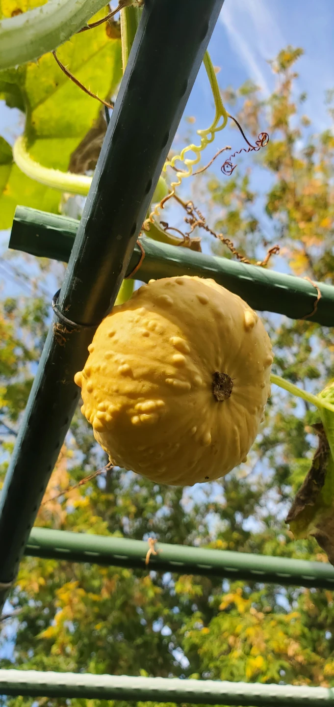 Home Grown Squashes - photo 3