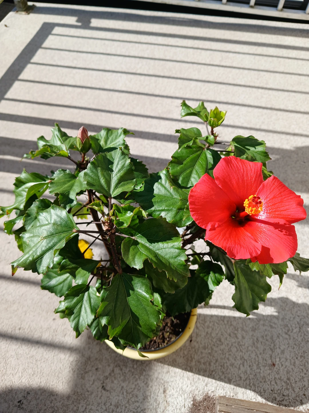 Red Hibiscus Plant in Pot