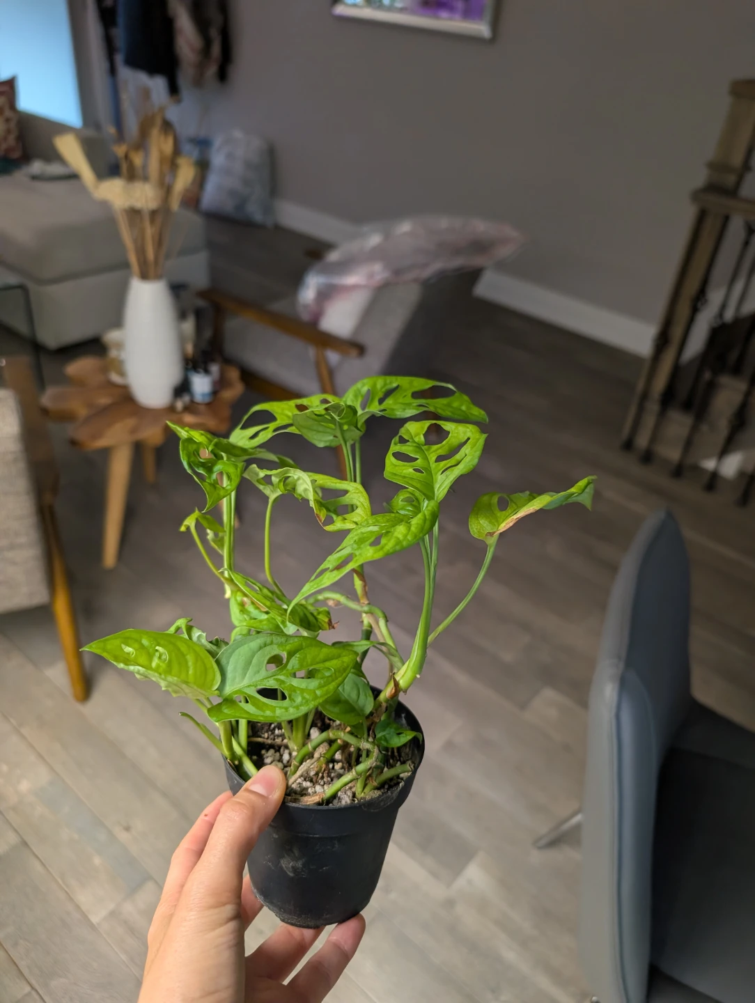 Monstera Adansonii (Swiss Cheese Plant) - photo 3