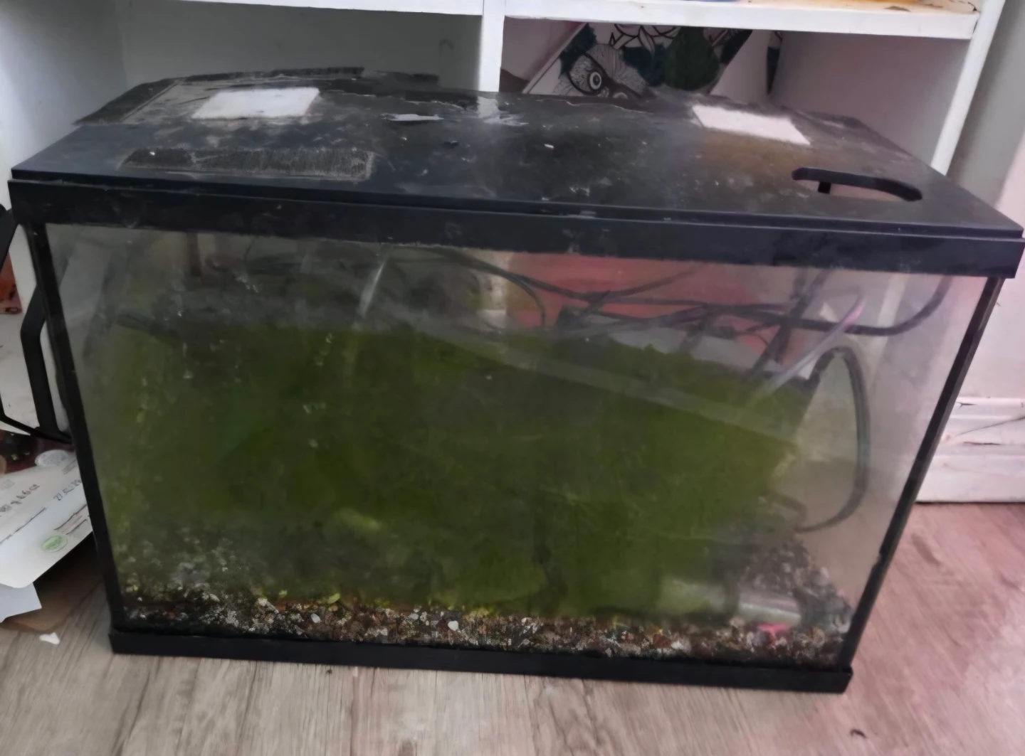 Two 10gal tanks