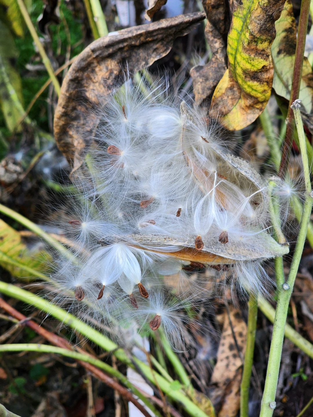 Milkweed pods - photo 3