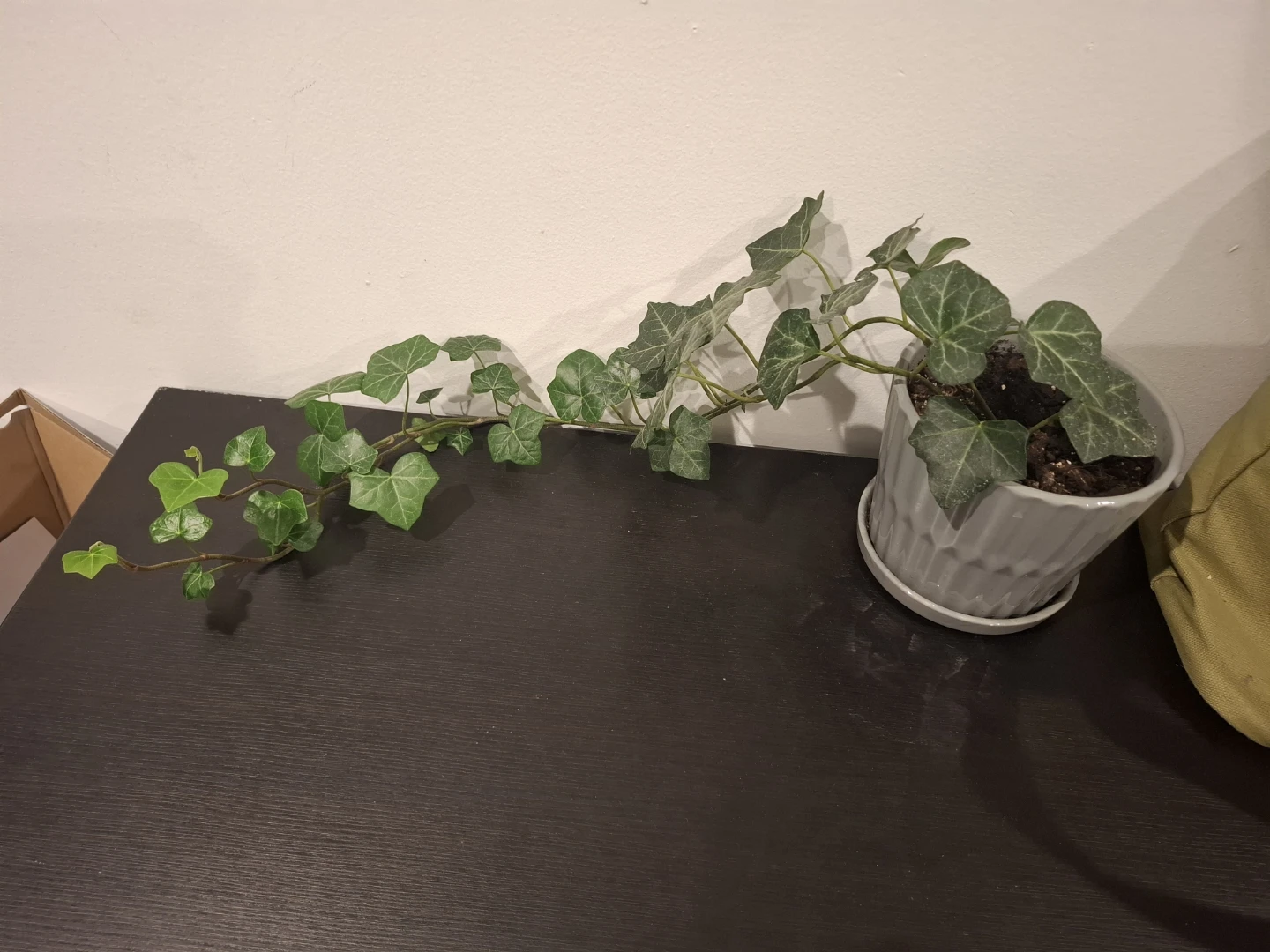 English Ivy in Grey Ceramic Pot