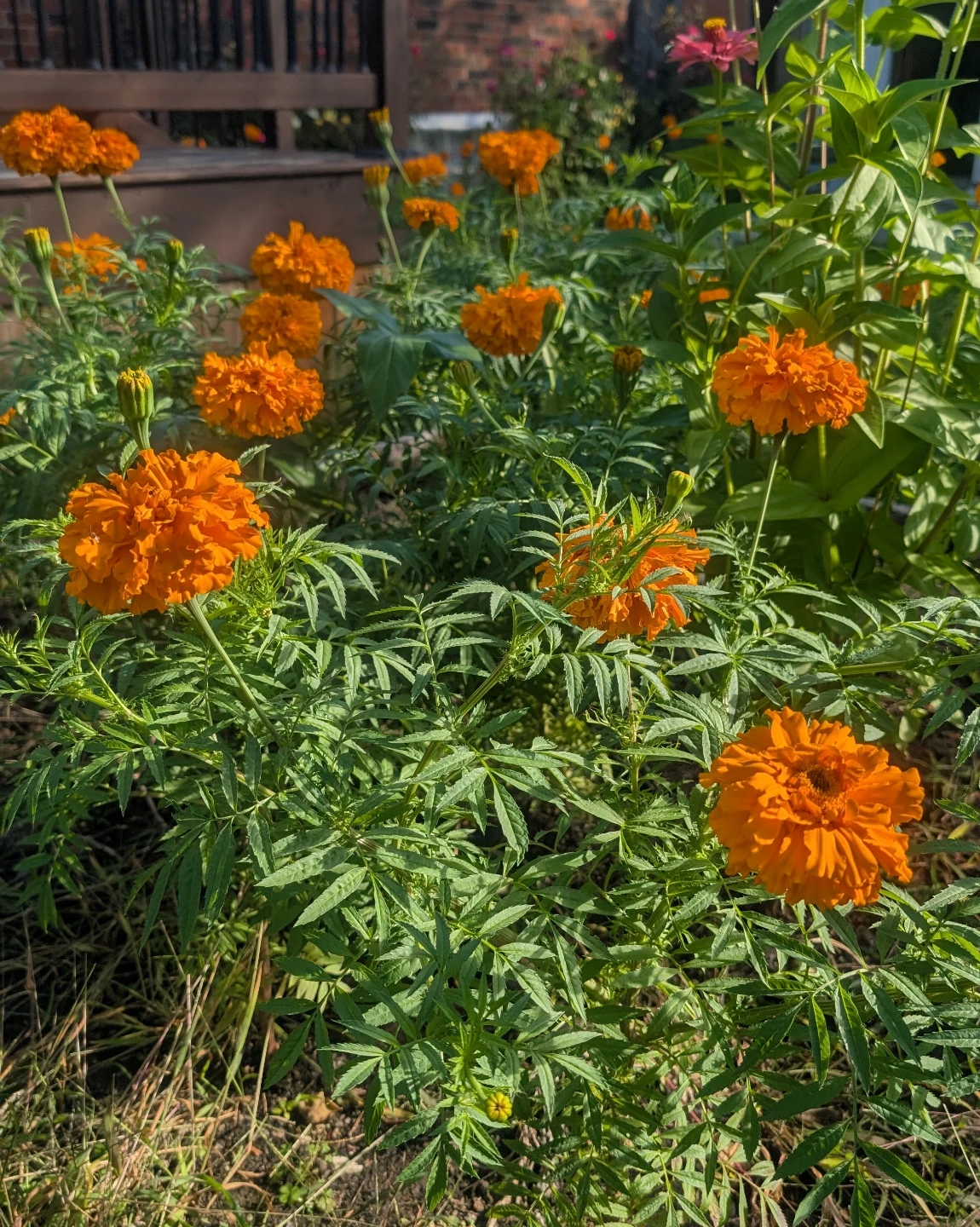 Organic Marigold Flowers plant