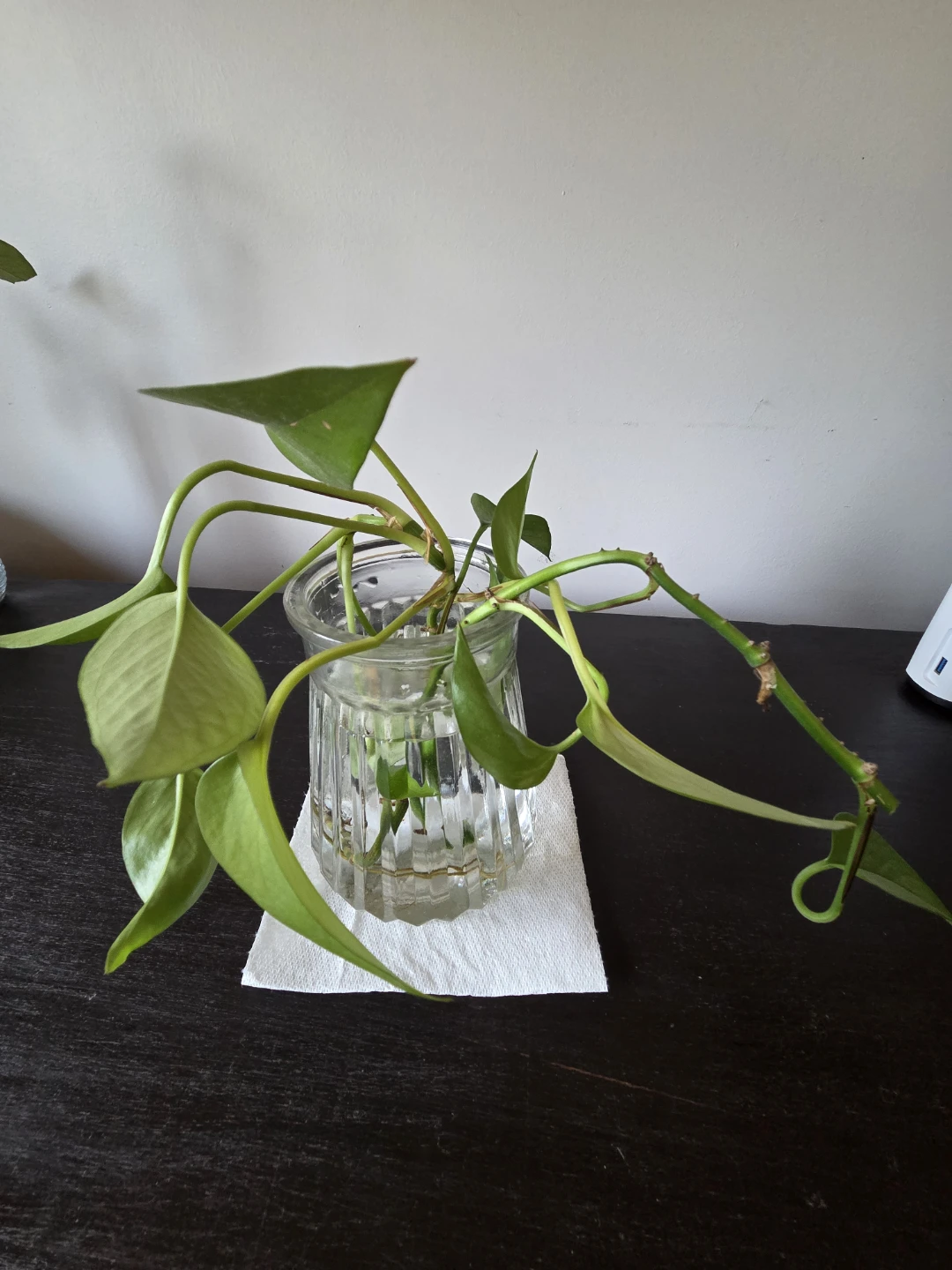 Pothos cutting in glass jar