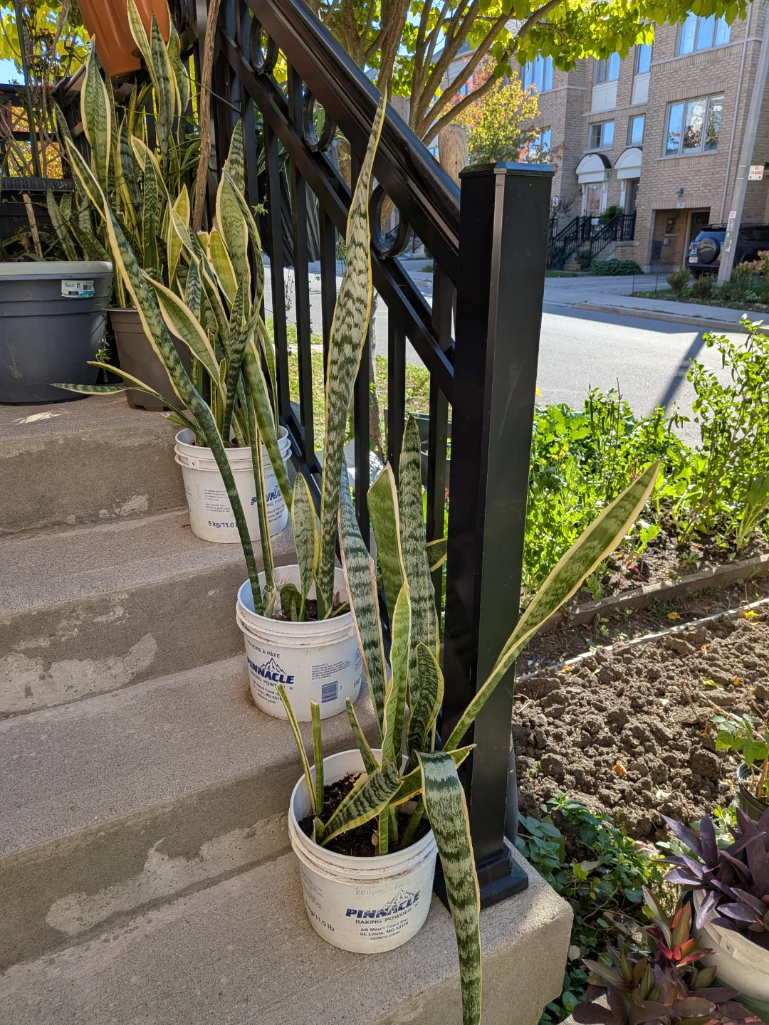 Snake Plants