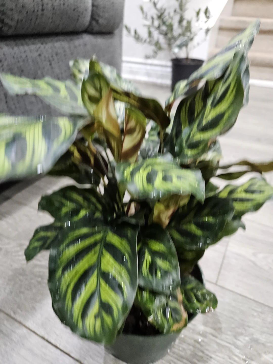 Calathea Makoyana Peacock Plant - photo 3