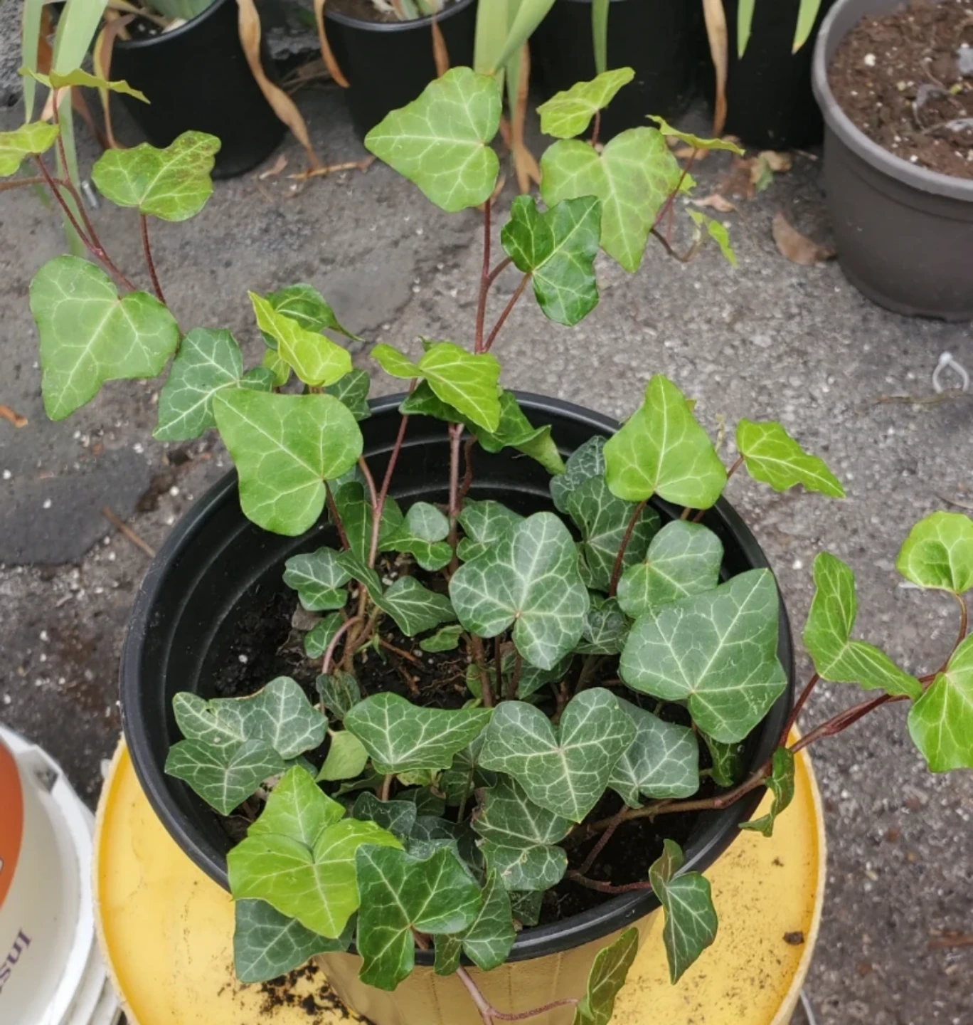 English Ivy Potted Plant - photo 5
