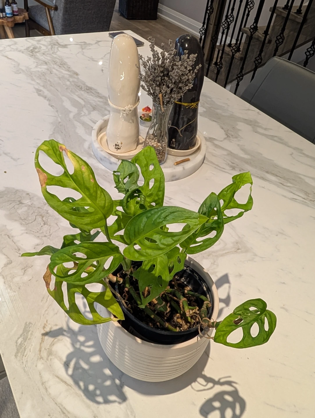 Monstera Adansonii Plant - photo 3