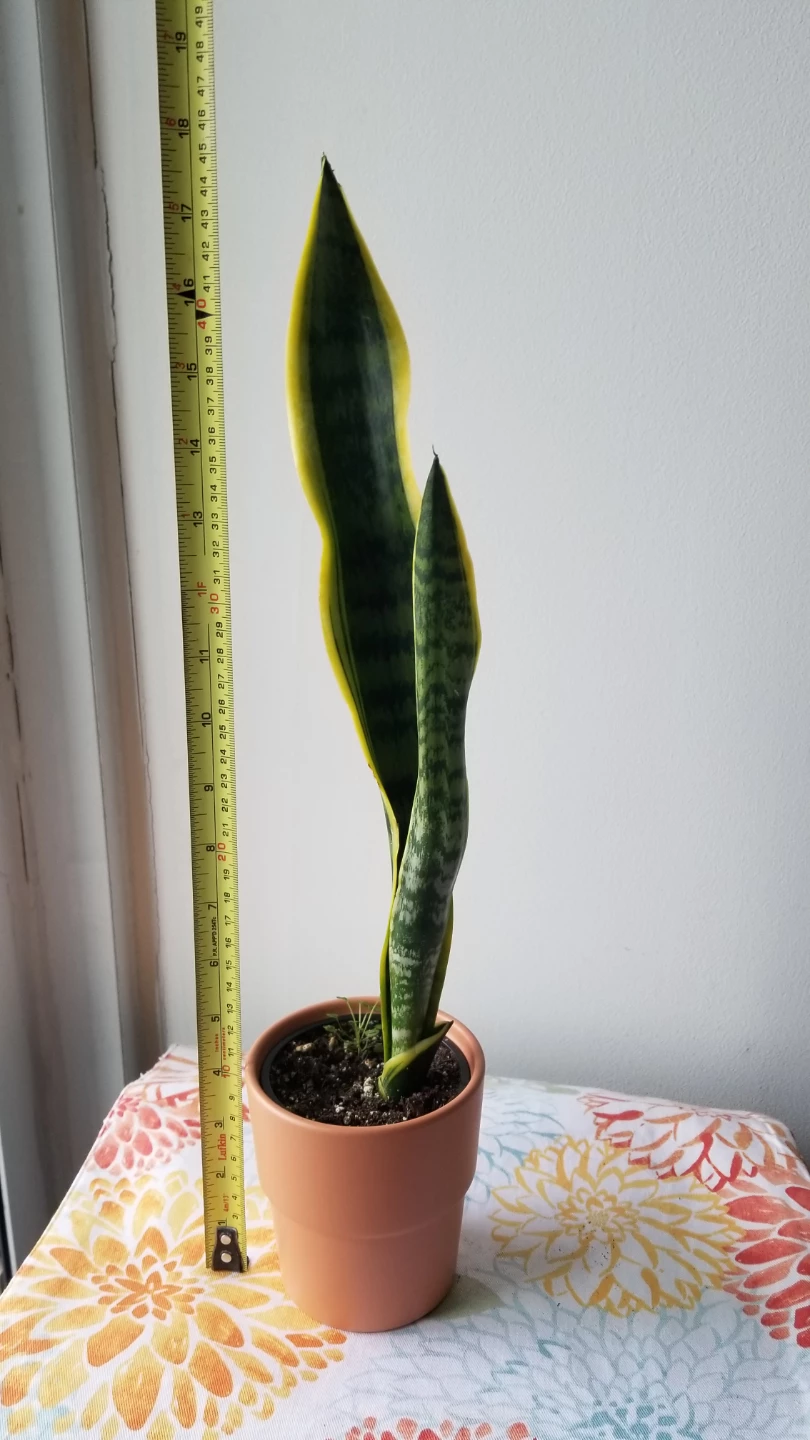 SnakePlant+Terracotta type Pot.-FIRM PRICE/READ DESCRIPTION