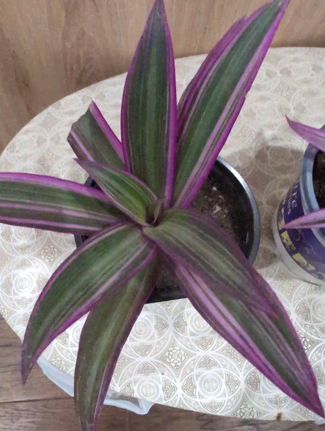 Tradescantia Spathacea Plants - photo 2