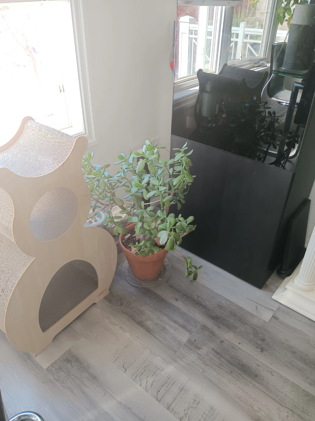 Jade plant