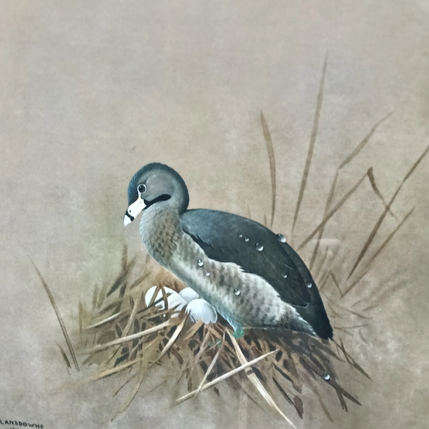J. Fenwick Lansdowne "Pied-Billed Grebe" Framed Lithograph - photo 2