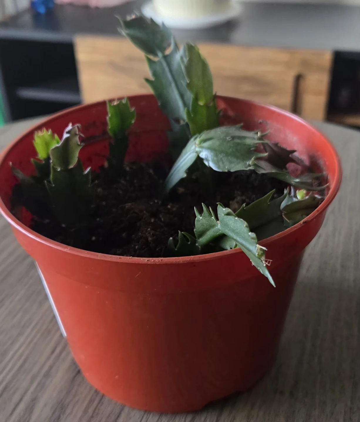 Young Thanksgiving Cactus Plant
