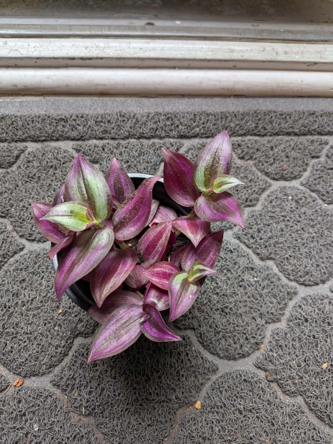 Tradescantia zebrina indoor plant - photo 2
