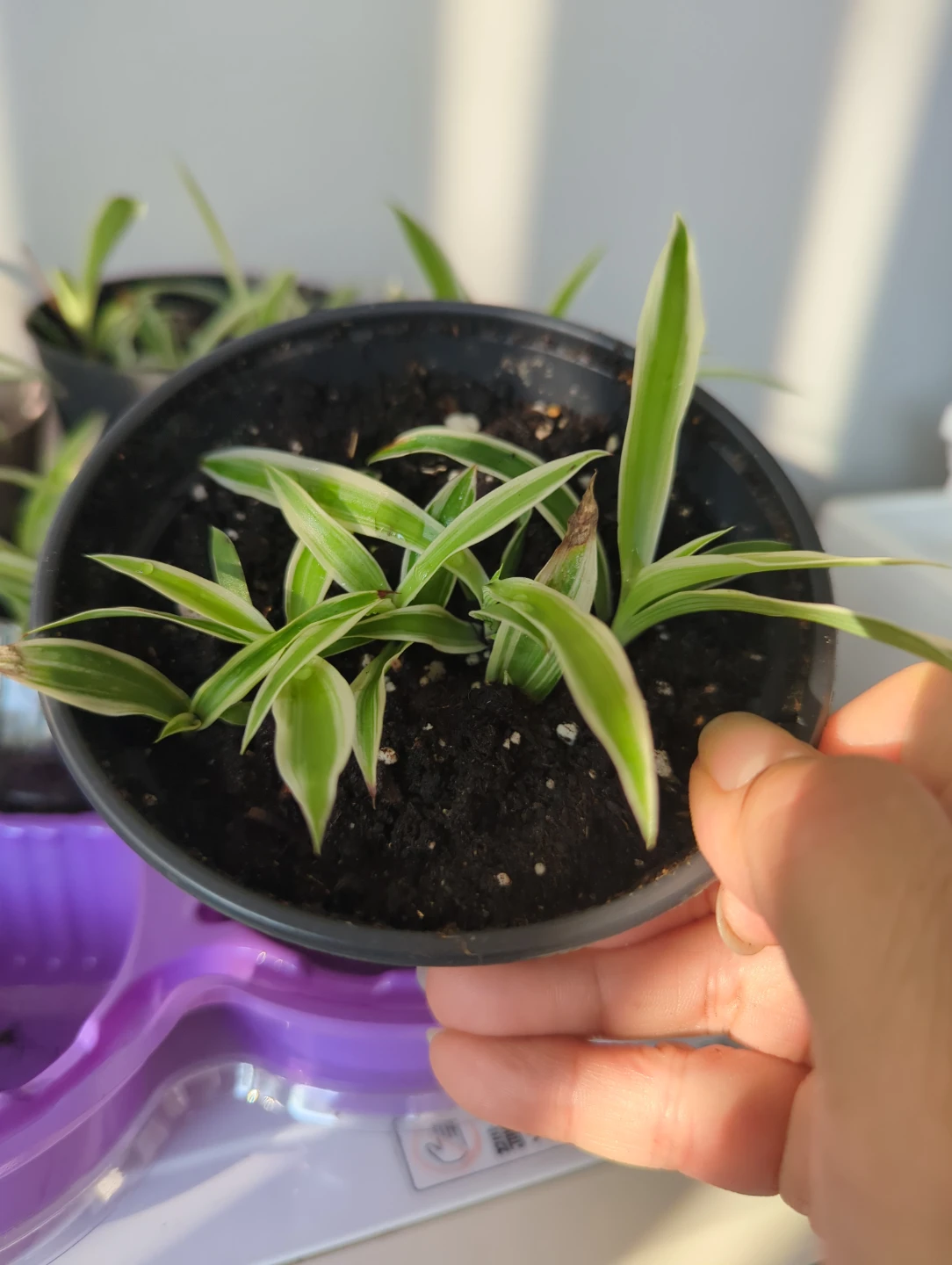 Variegated Spider Plant - photo 5