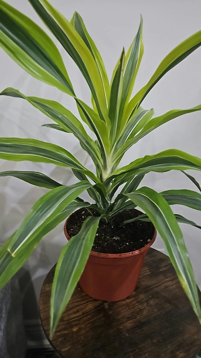 Dracaena Lemon Lime Houseplant