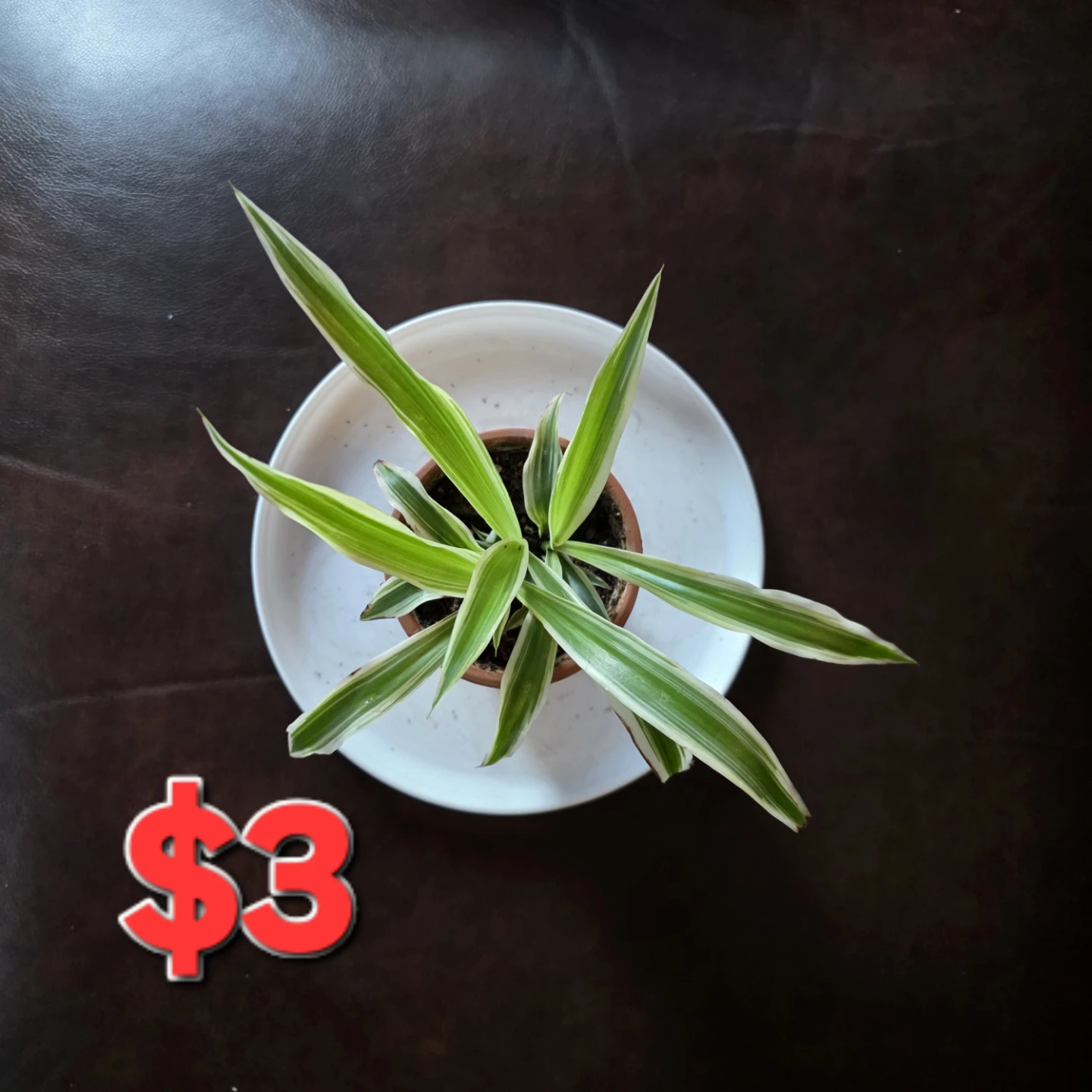Spider Plant healthy and beautiful for Sale!** 🌿 - photo 5
