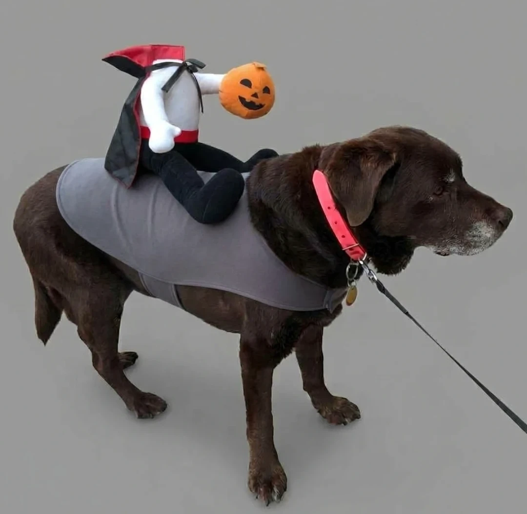 Headless Horseman Dog Halloween Costume (large)