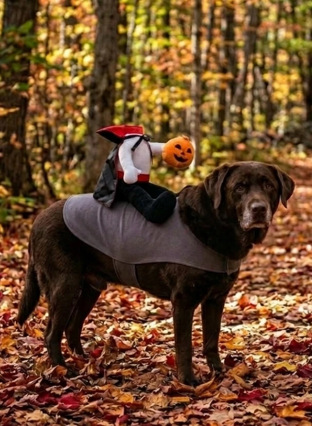Headless Horseman Dog Halloween Costume (large) - photo 3